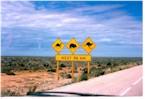 The Nullabor - Camels, Wombats and Kangaroos. Camels??!!